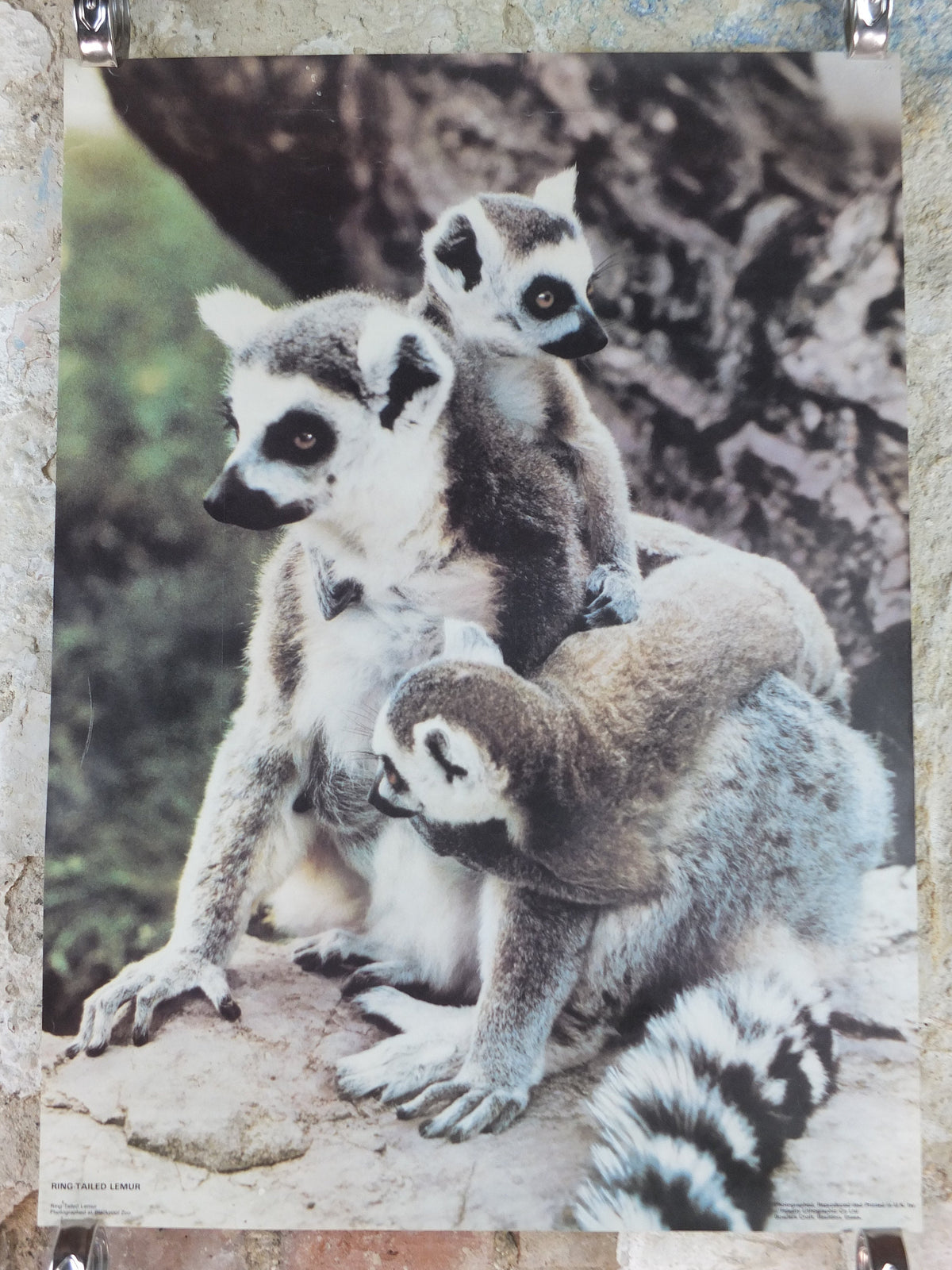 1980s Ring-tailed Lemurs Poster, from Blackpool Zoo, zoology and fauna, wall art decor