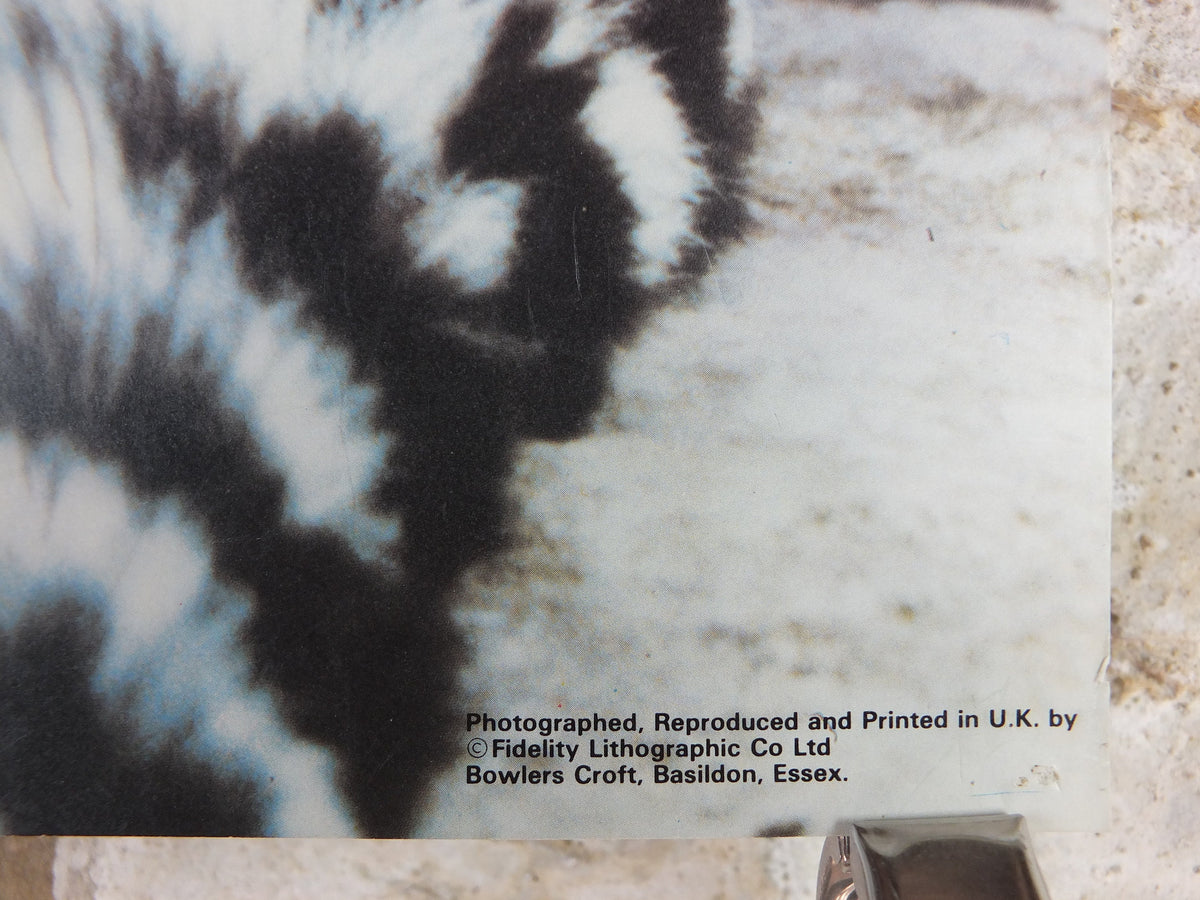 1980s Ring-tailed Lemurs Poster, from Blackpool Zoo, zoology and fauna, wall art decor