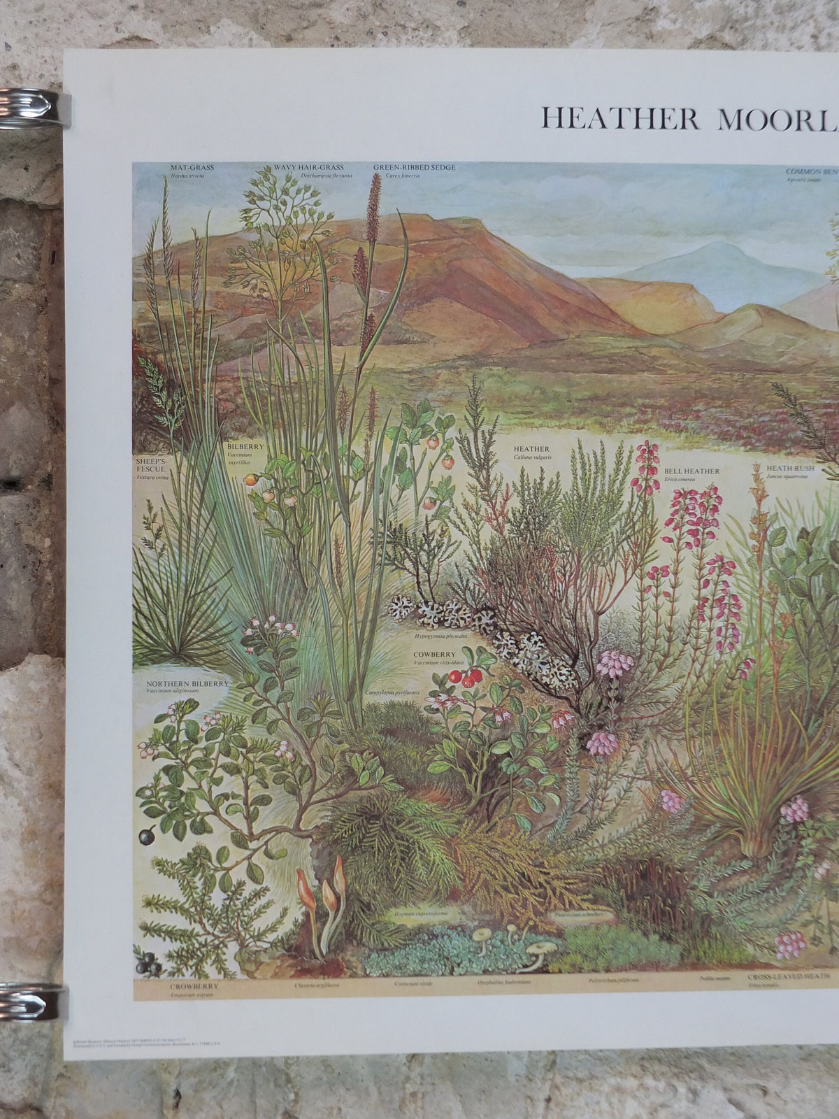 1977 British Museum Poster, Heather Moorland by Barbara Nicholson BEM, Shrubland, Natural History Museum, wall art decor
