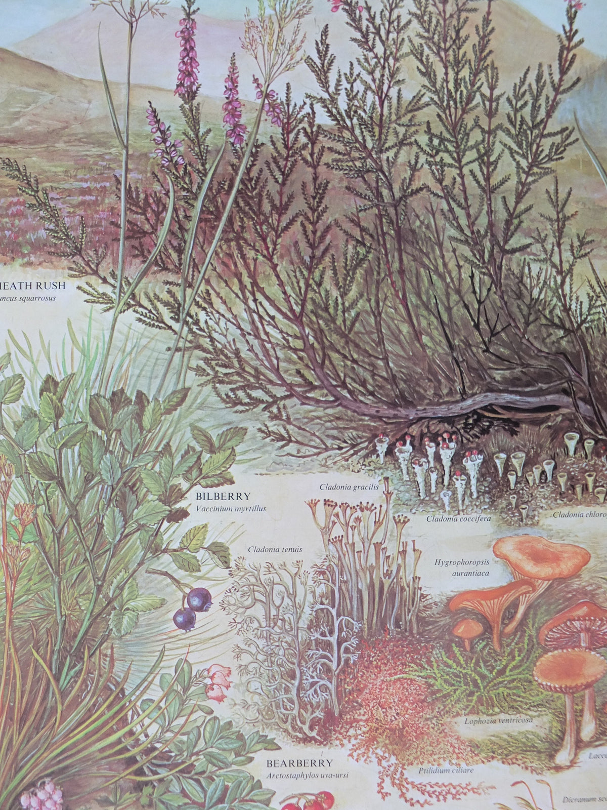 1977 British Museum Poster, Heather Moorland by Barbara Nicholson BEM, Shrubland, Natural History Museum, wall art decor