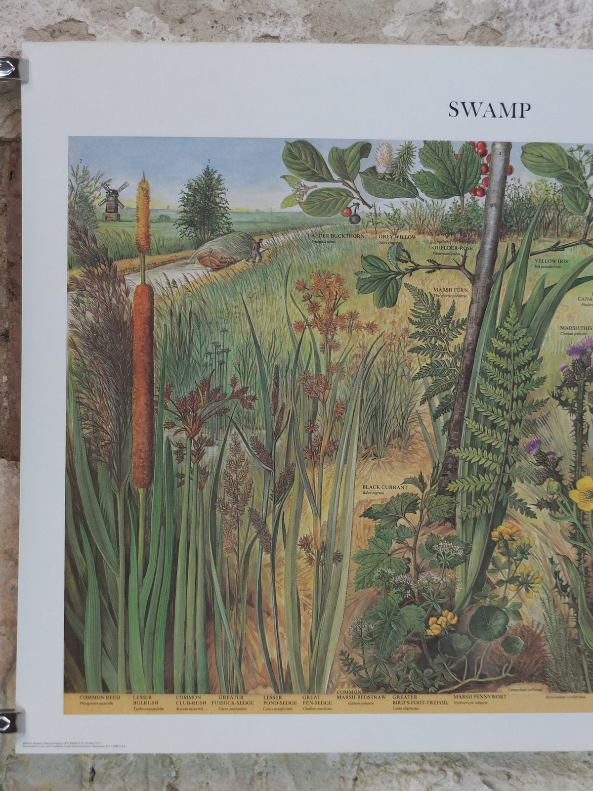 1977 British Museum Poster, Swamp by Barbara Nicholson BEM, bog, Natural History Museum, wall art decor