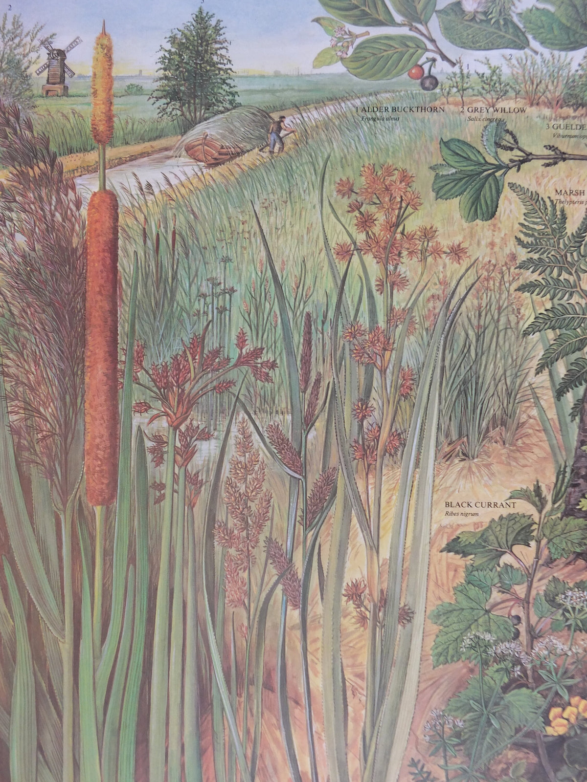 1977 British Museum Poster, Swamp by Barbara Nicholson BEM, bog, Natural History Museum, wall art decor