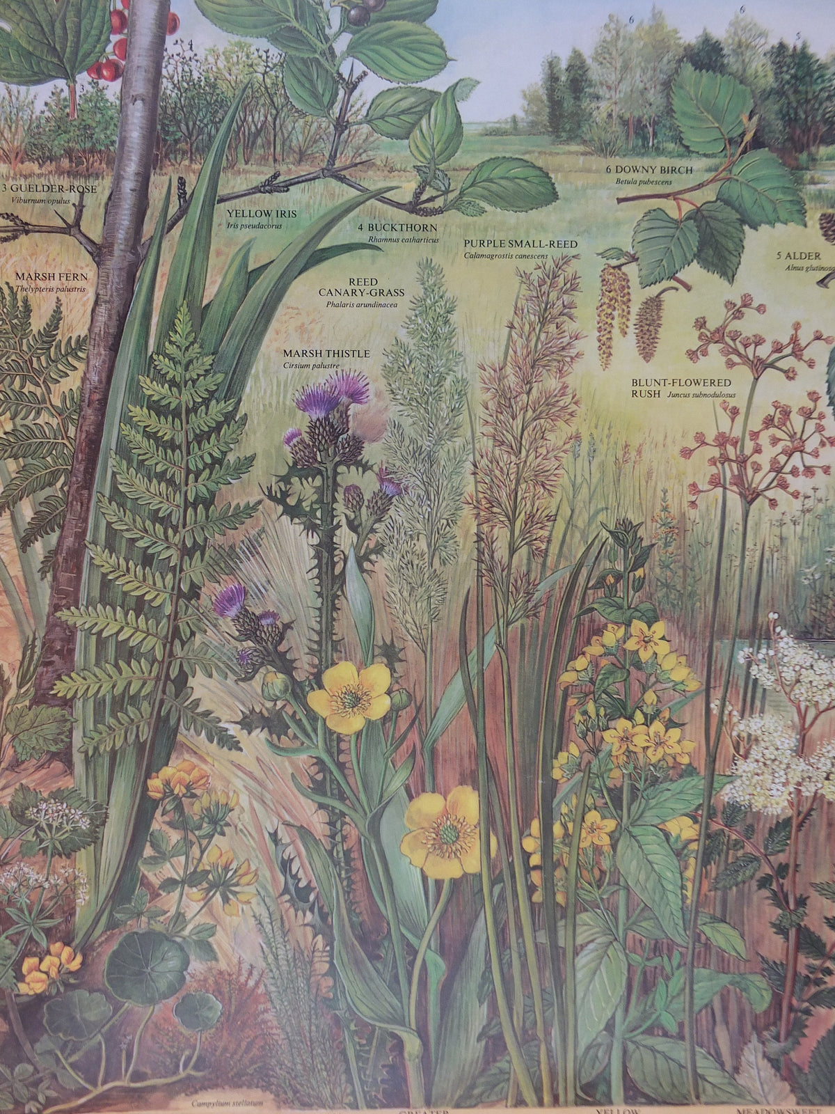 1977 British Museum Poster, Swamp by Barbara Nicholson BEM, bog, Natural History Museum, wall art decor
