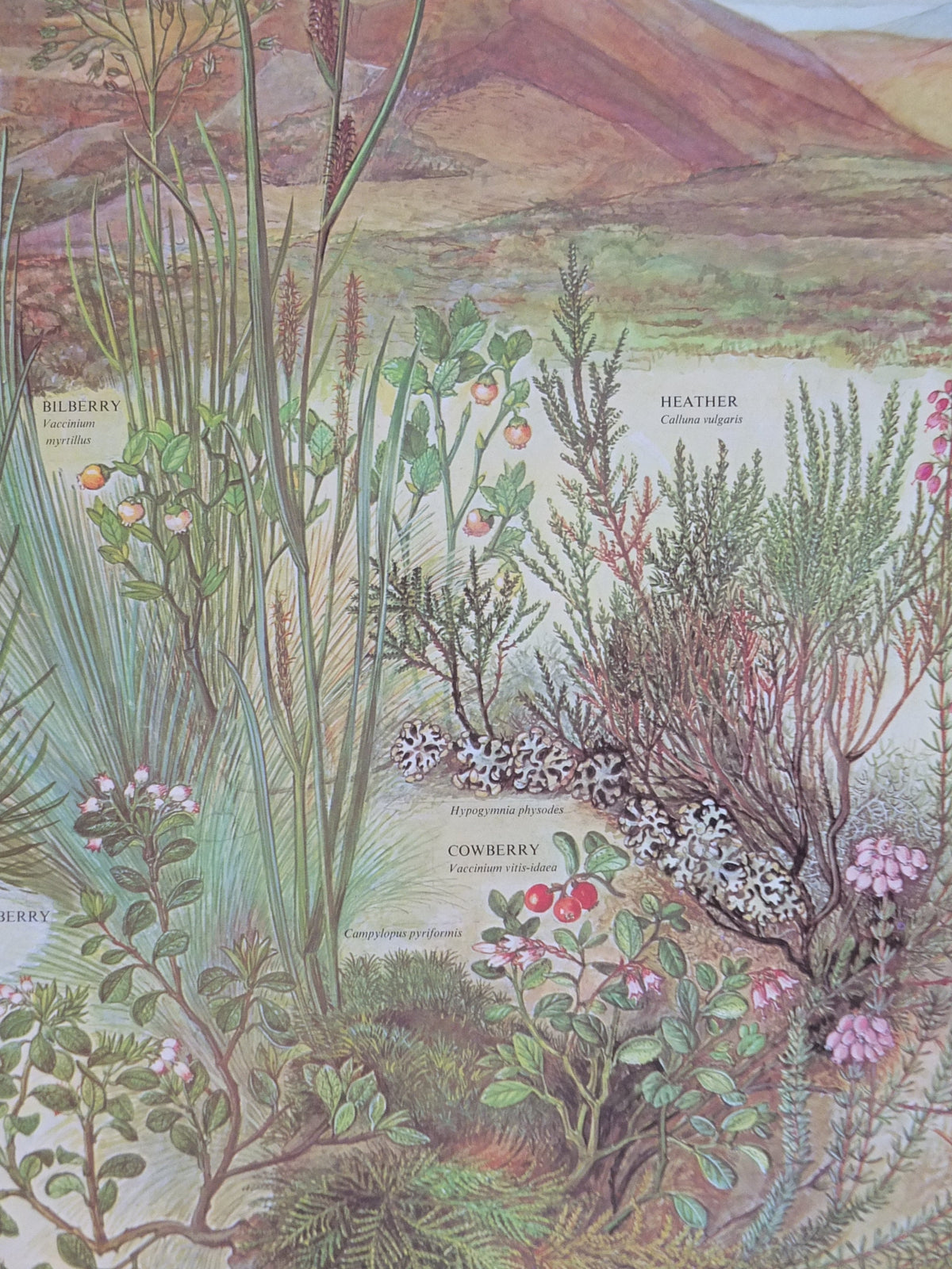 1977 British Museum Poster, Heather Moorland by Barbara Nicholson BEM, Shrubland, Natural History Museum, wall art decor