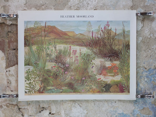 1977 British Museum Poster, Heather Moorland by Barbara Nicholson BEM, Shrubland, Natural History Museum, wall art decor