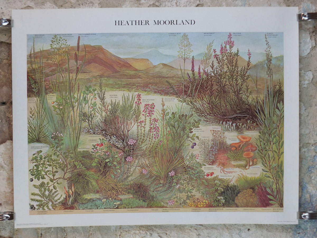 1977 British Museum Poster, Heather Moorland by Barbara Nicholson BEM, Shrubland, Natural History Museum, wall art decor