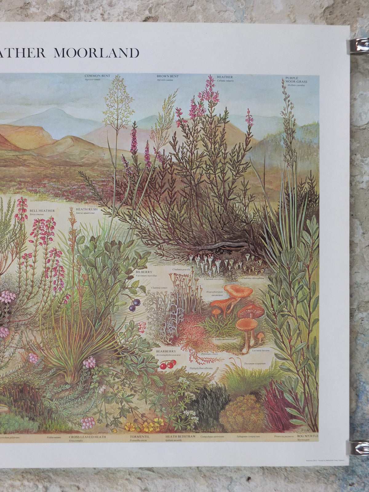 1977 British Museum Poster, Heather Moorland by Barbara Nicholson BEM, Shrubland, Natural History Museum, wall art decor