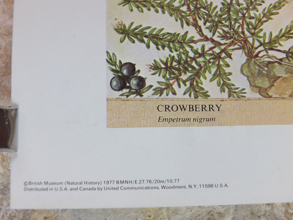 1977 British Museum Poster, Heather Moorland by Barbara Nicholson BEM, Shrubland, Natural History Museum, wall art decor