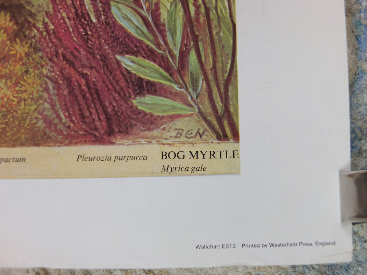 1977 British Museum Poster, Heather Moorland by Barbara Nicholson BEM, Shrubland, Natural History Museum, wall art decor