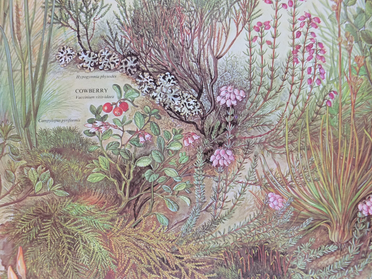 1977 British Museum Poster, Heather Moorland by Barbara Nicholson BEM, Shrubland, Natural History Museum, wall art decor