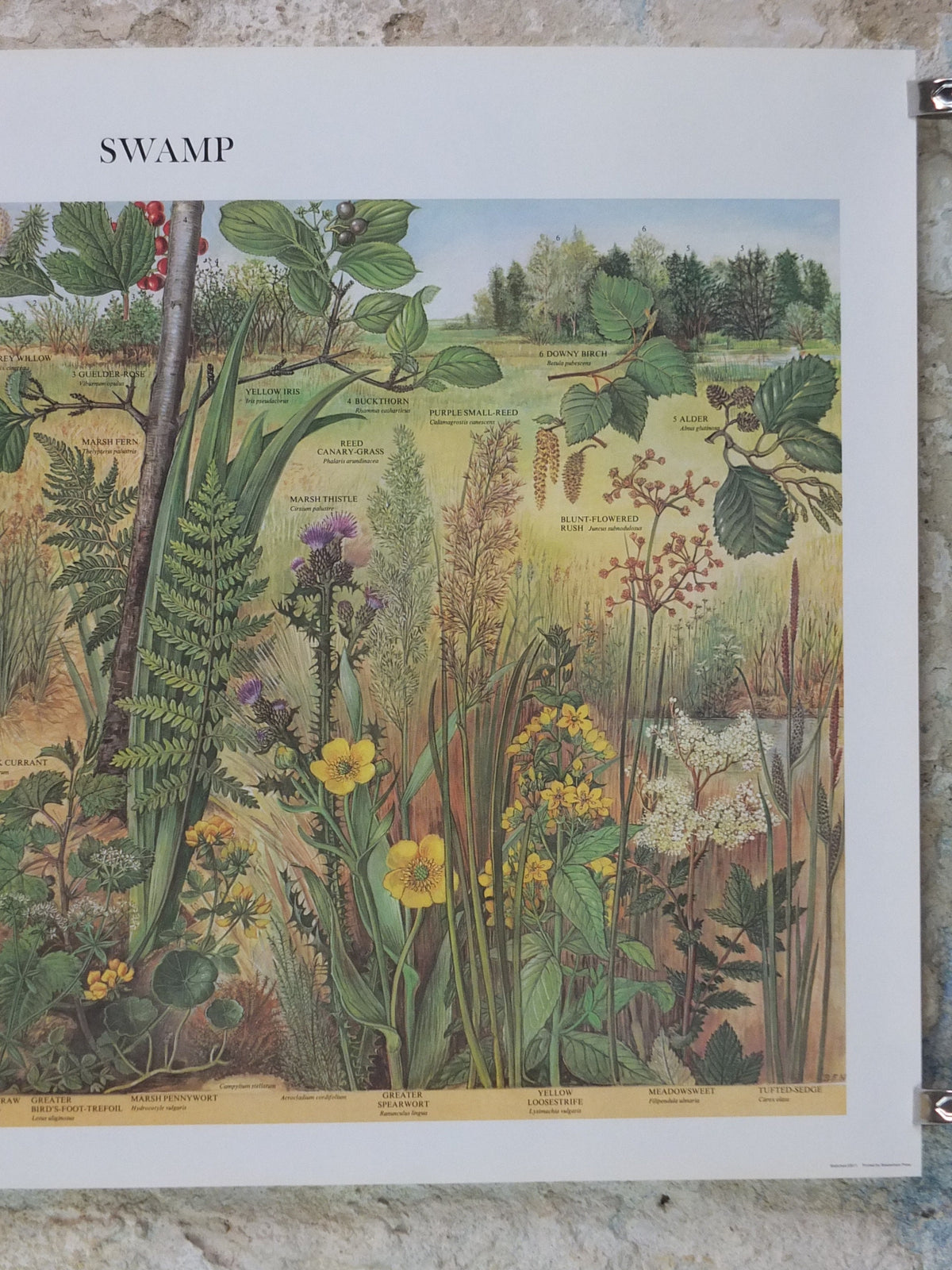 1977 British Museum Poster, Swamp by Barbara Nicholson BEM, bog, Natural History Museum, wall art decor