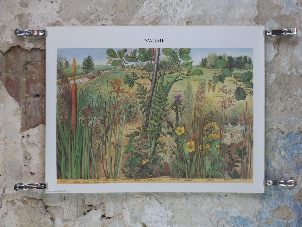 1977 British Museum Poster, Swamp by Barbara Nicholson BEM, bog, Natural History Museum, wall art decor