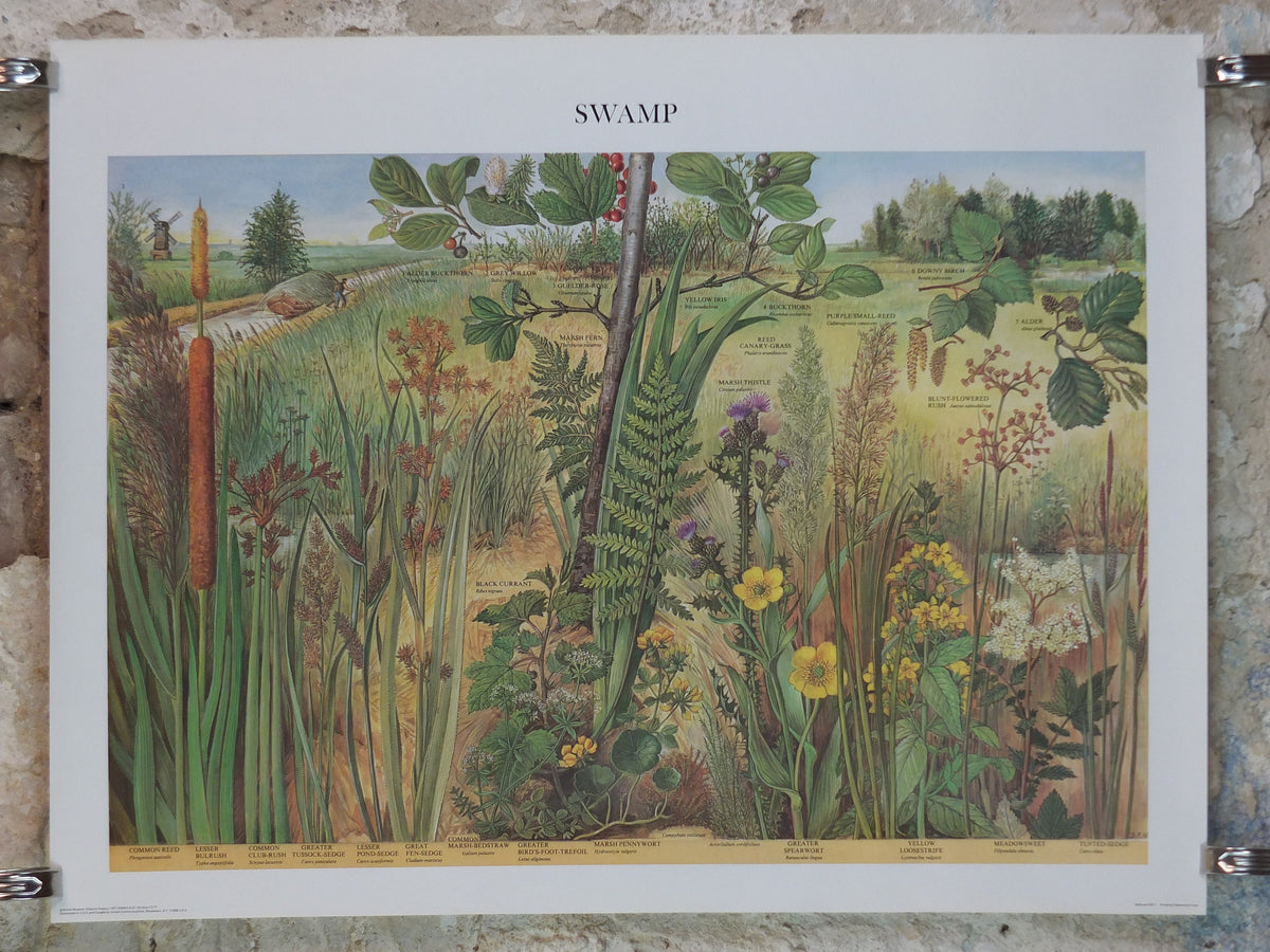 1977 British Museum Poster, Swamp by Barbara Nicholson BEM, bog, Natural History Museum, wall art decor