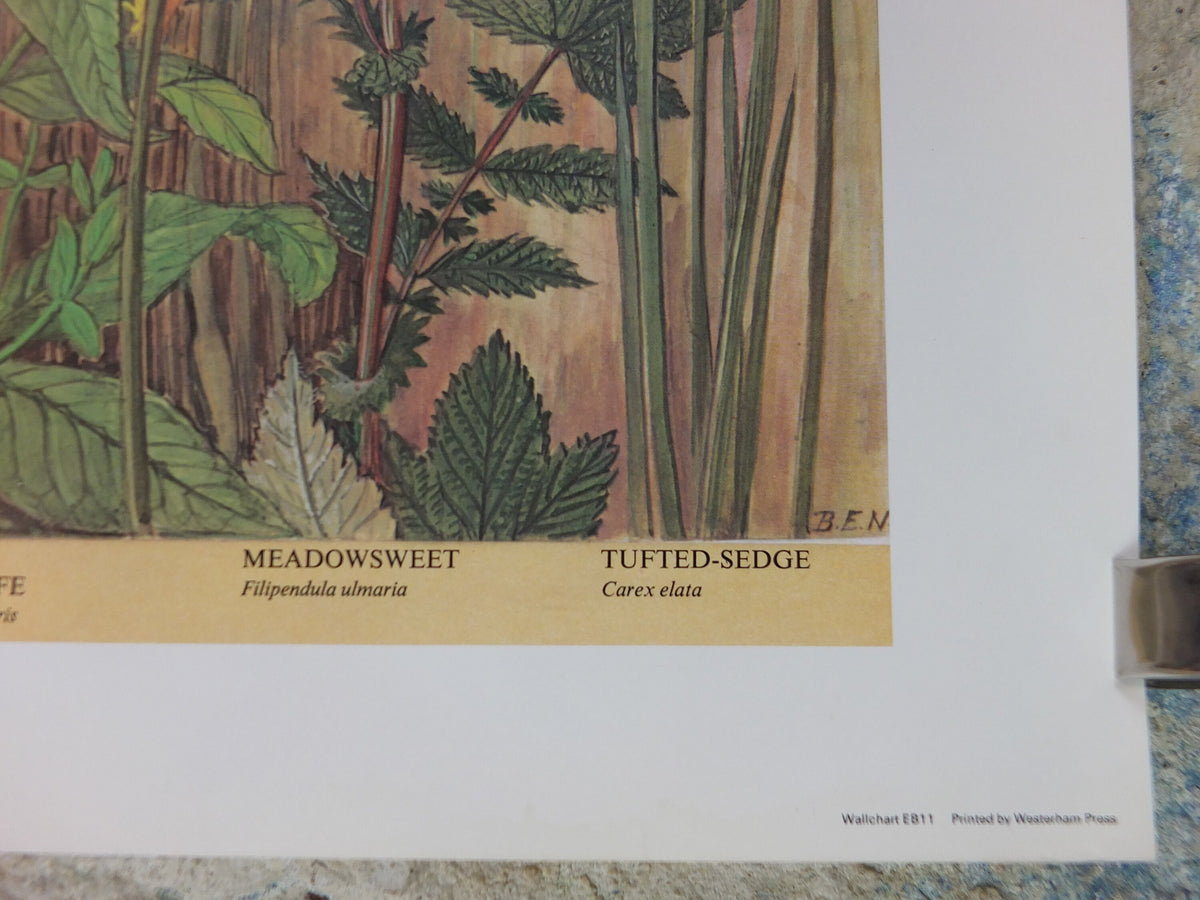 1977 British Museum Poster, Swamp by Barbara Nicholson BEM, bog, Natural History Museum, wall art decor