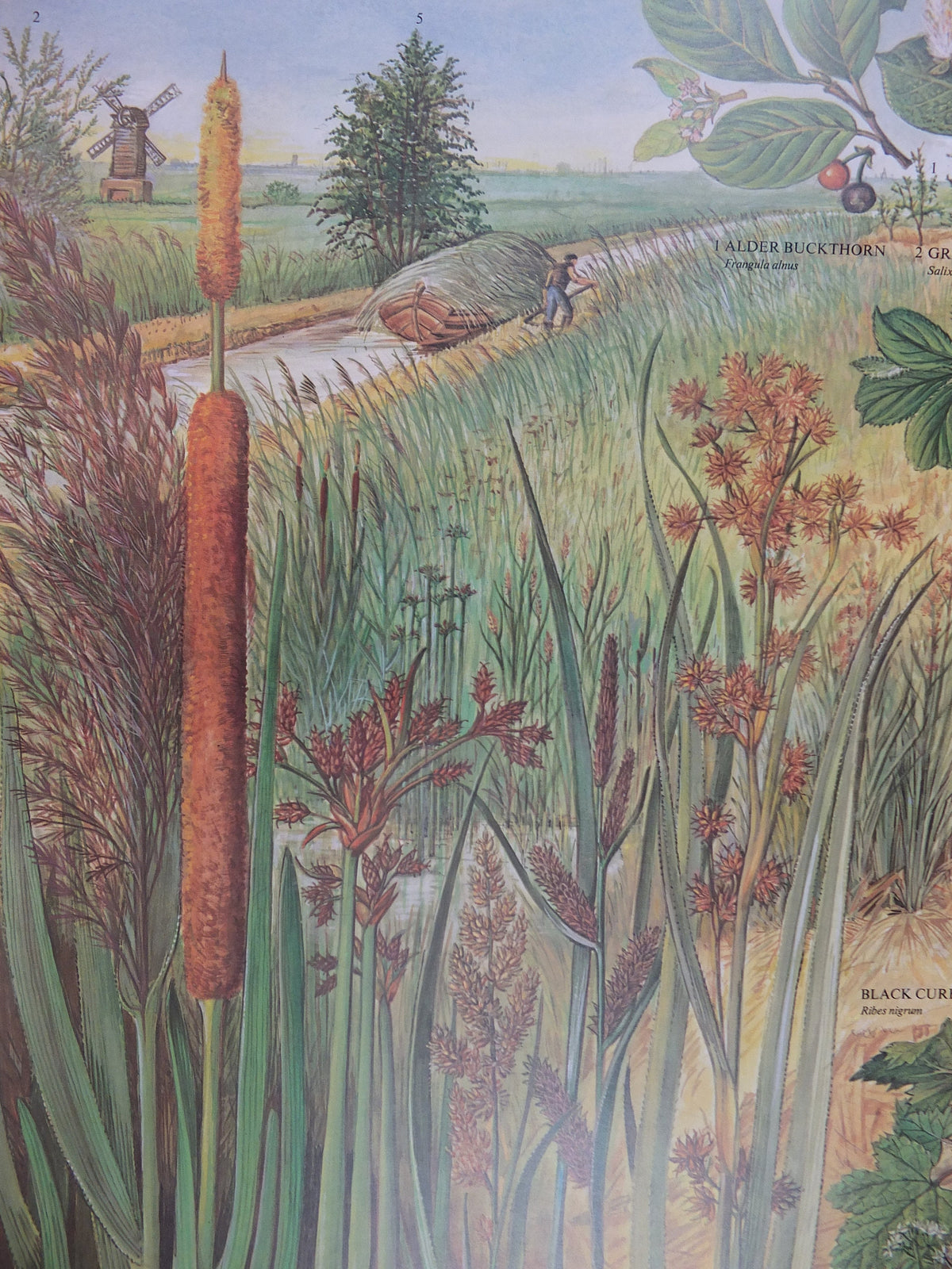 1977 British Museum Poster, Swamp by Barbara Nicholson BEM, bog, Natural History Museum, wall art decor