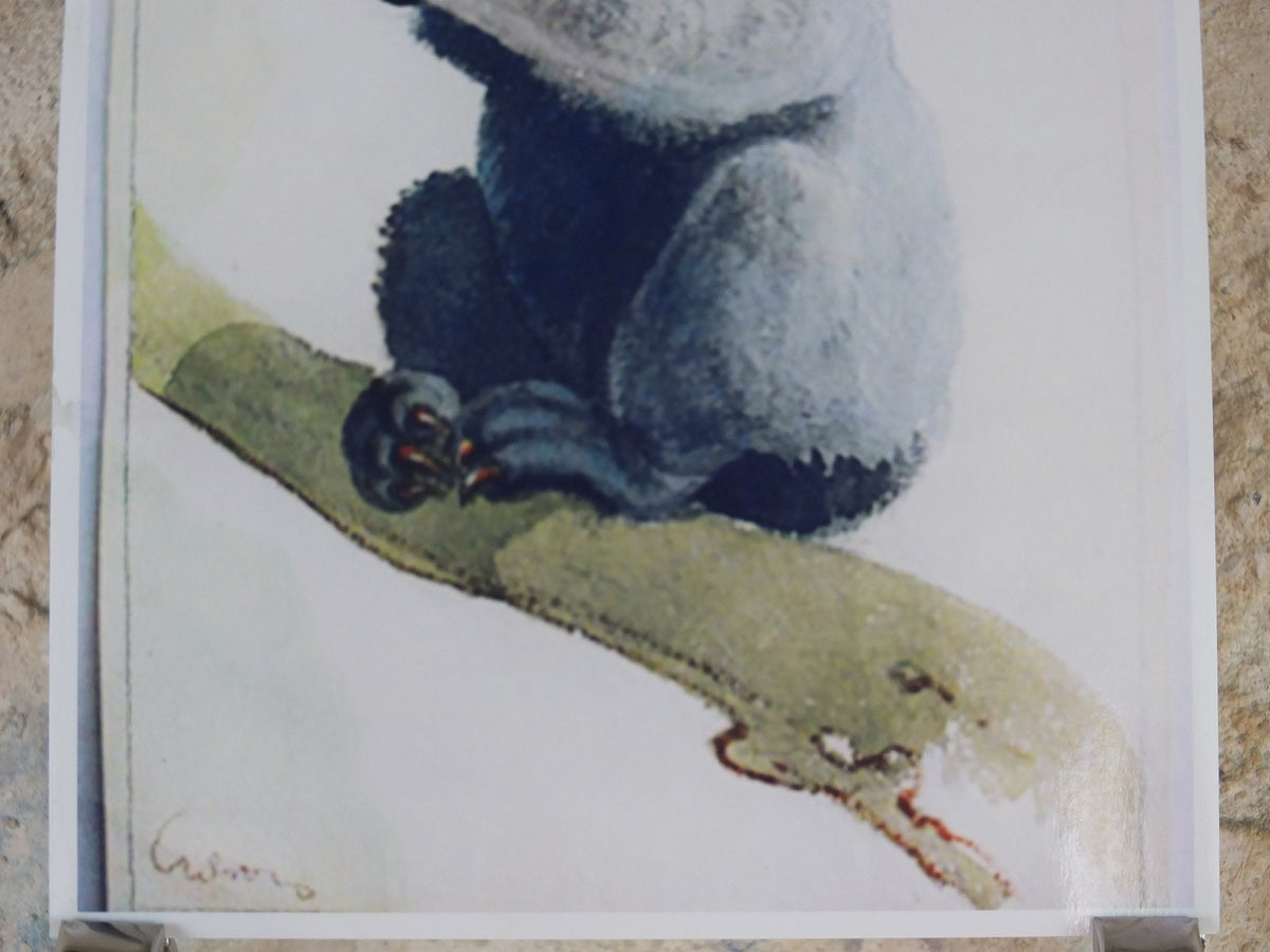 The Lost Guinness Gilroy Posters Photo, by John Gilroy, Koala with Guinness, from S.H. Benson, Advertising campaigns, wall art decor