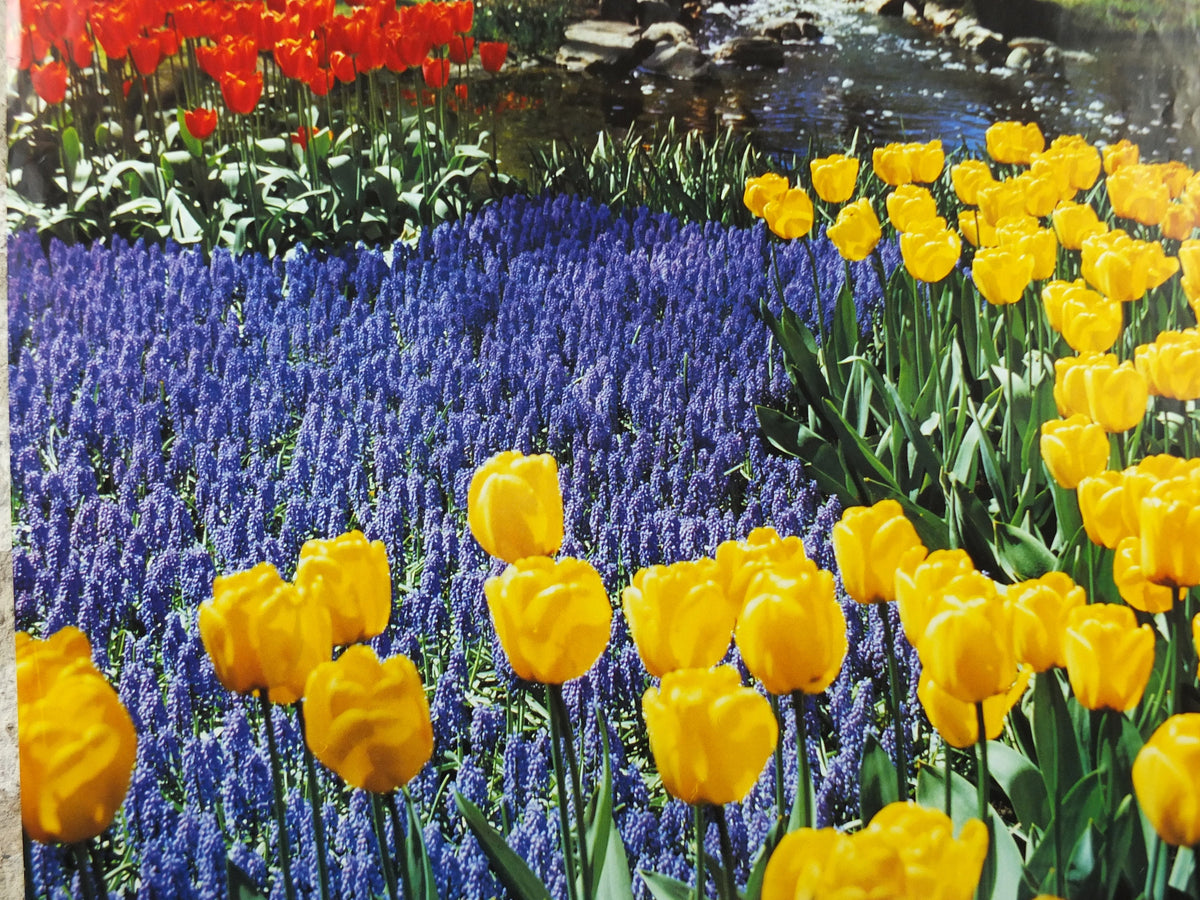 1987 Dutch Tulips Keukenhof Poster, Lisse Holland, The Netherlands, tulip gardens, flower fields and bulbs, wall art decor