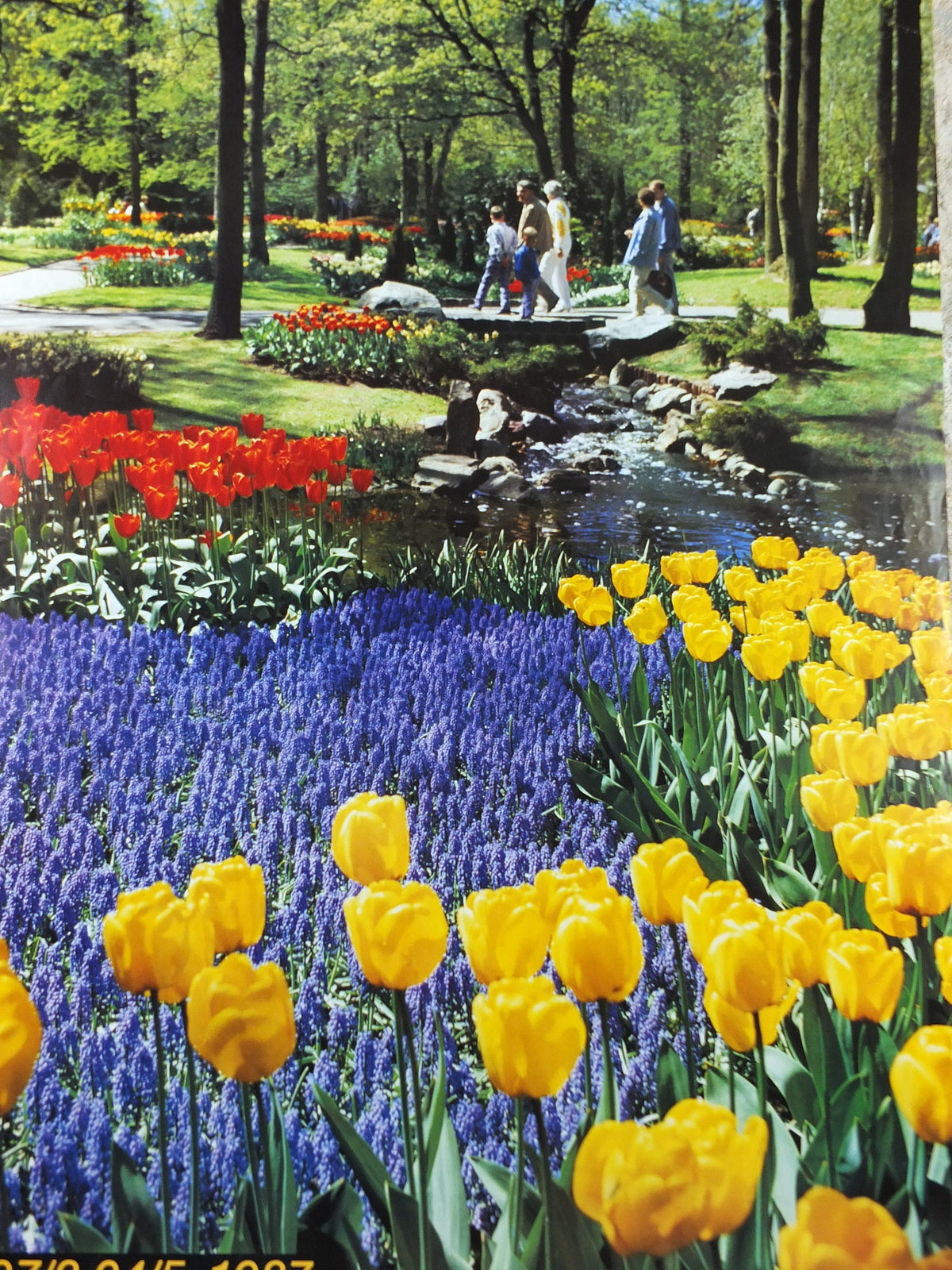 1987 Dutch Tulips Keukenhof Poster, Lisse Holland, The Netherlands, tulip gardens, flower fields and bulbs, wall art decor