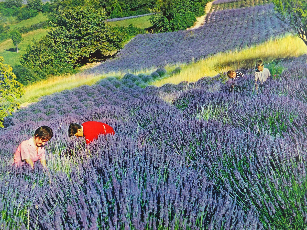 1970s Lavender fields in France Poster, Alpes-de-Haute-Provence, printed by French Government, travel tourism, wall art decor