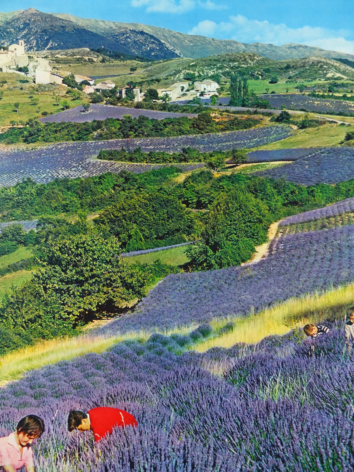 1970s Lavender fields in France Poster, Alpes-de-Haute-Provence, printed by French Government, travel tourism, wall art decor