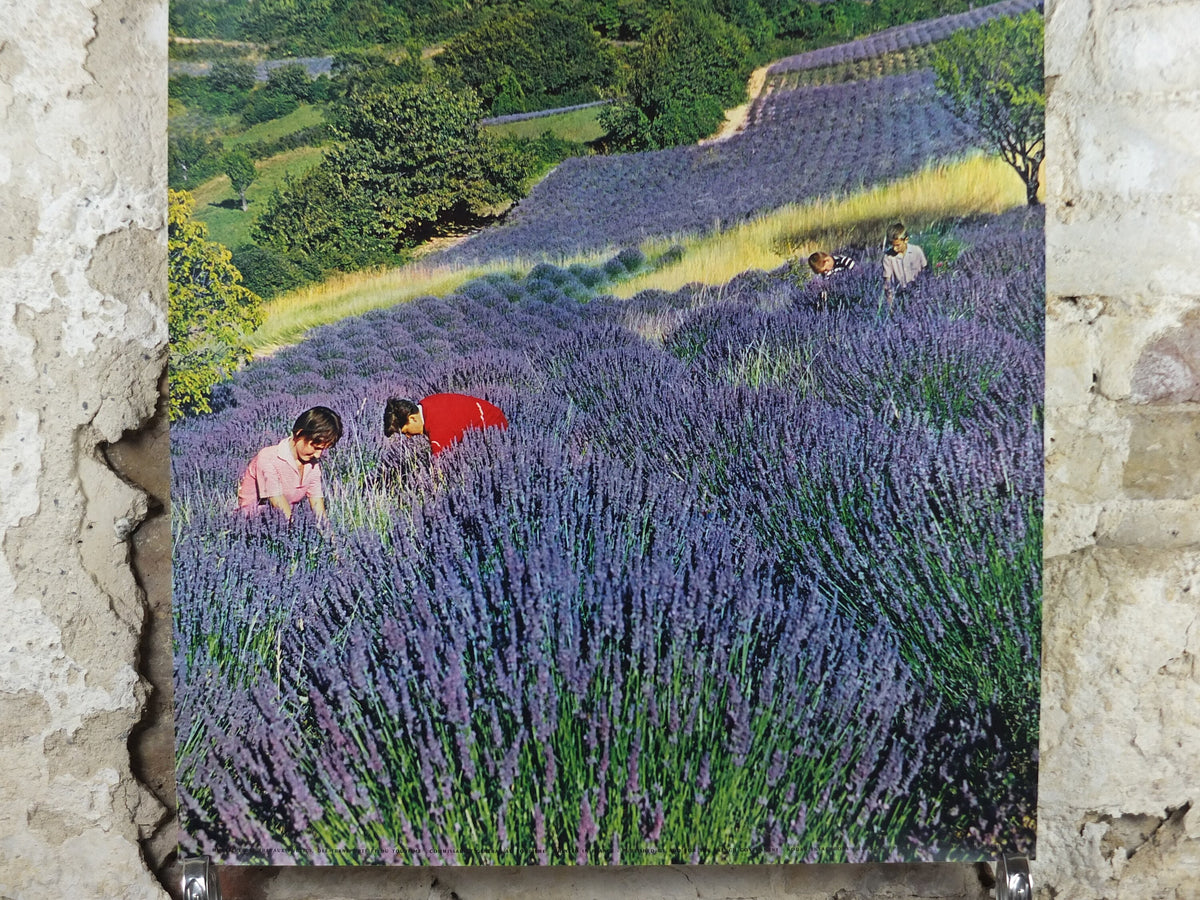 1970s Lavender fields in France Poster, Alpes-de-Haute-Provence, printed by French Government, travel tourism, wall art decor