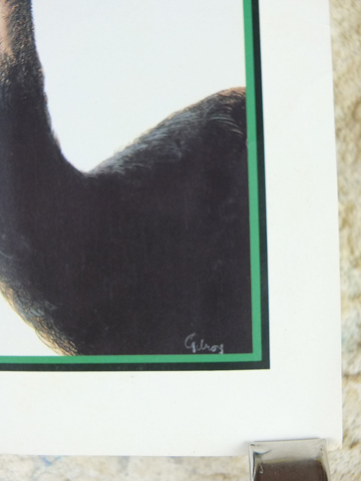 1981 John Gilroy Guinness Toucan Poster, Ostrich 1936, Guinness Zookeeper with ostrich who has swallowed his pint, wall art retro decor