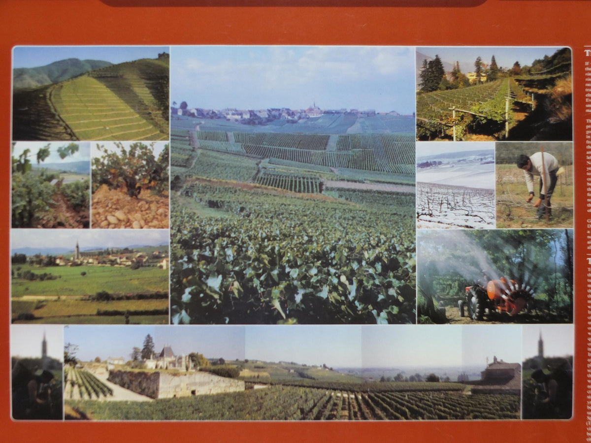 1976 All About Wine Poster, from Grants of St James, The Vineyards, The Soil, The Vine, The Viticulture, Winery, wall art decor