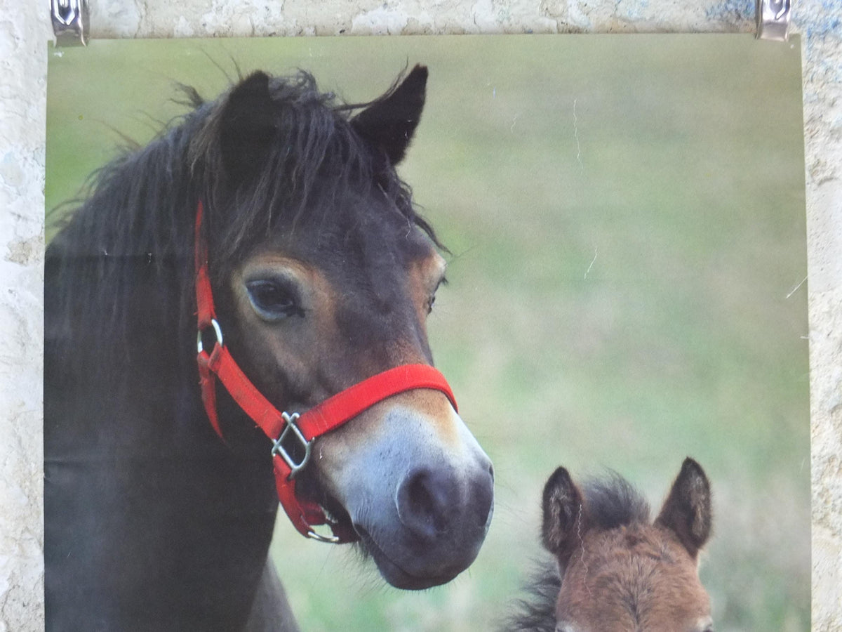 1970s Exmoor Pony and Foal Poster, Exmoor National Park, horses, wall art decor