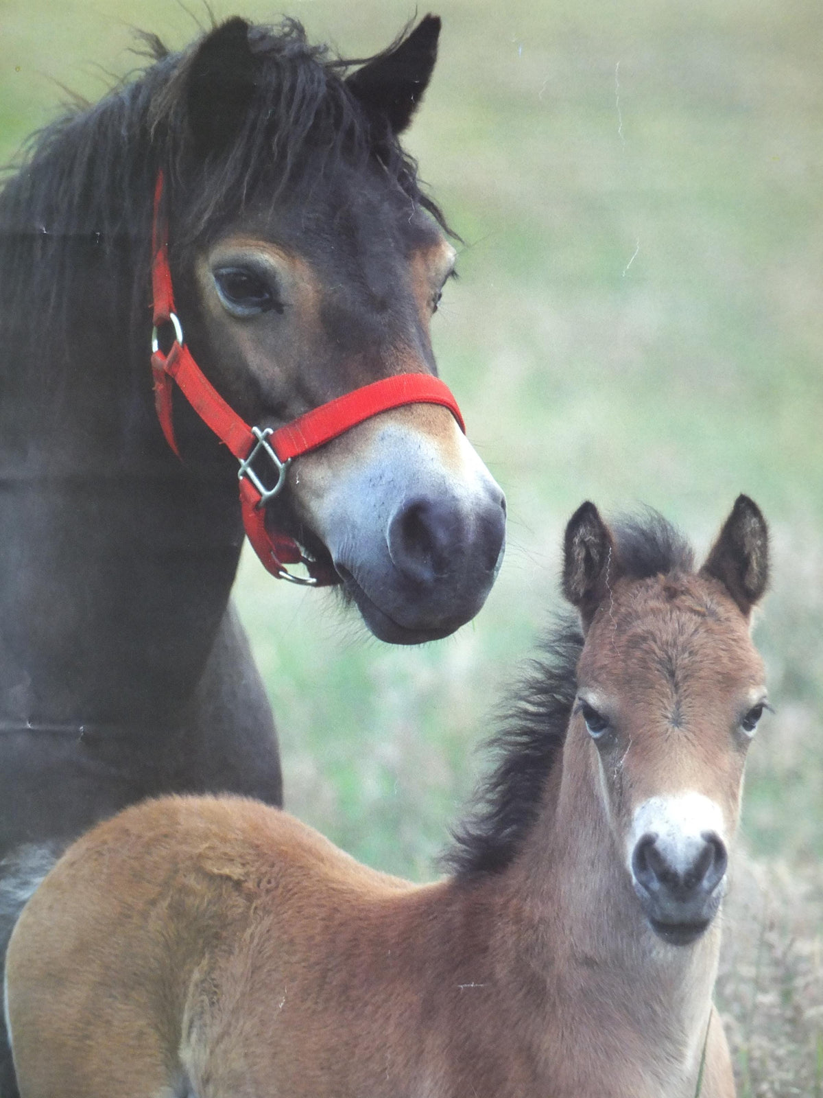 1970s Exmoor Pony and Foal Poster, Exmoor National Park, horses, wall art decor