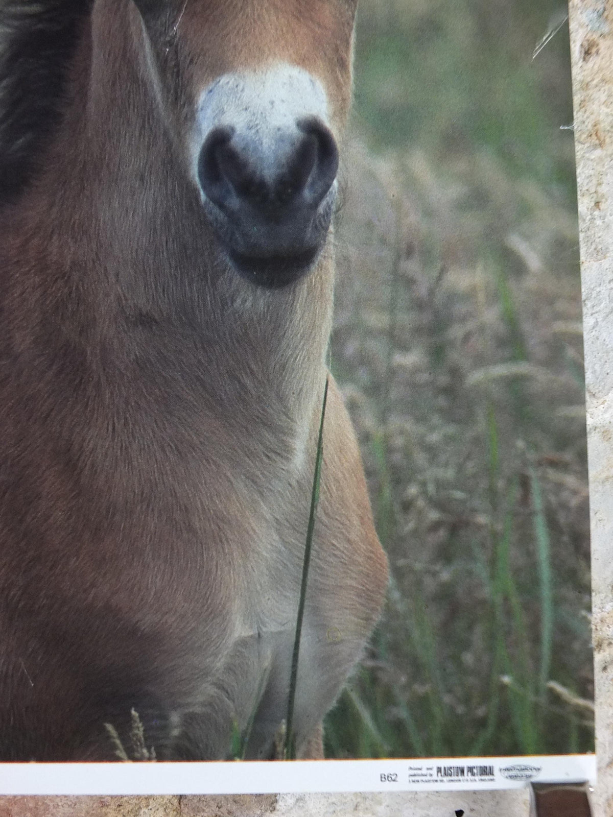 1970s Exmoor Pony and Foal Poster, Exmoor National Park, horses, wall art decor