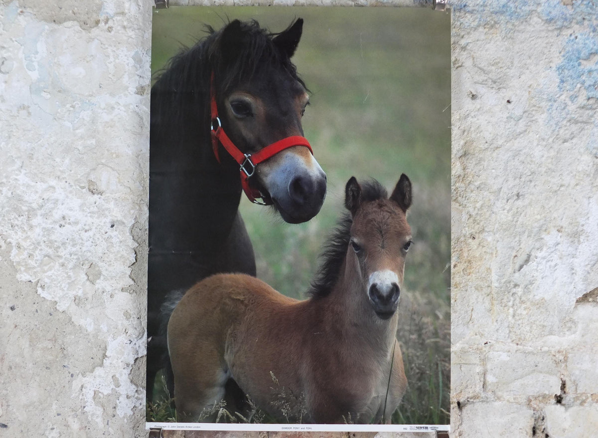 1970s Exmoor Pony and Foal Poster, Exmoor National Park, horses, wall art decor