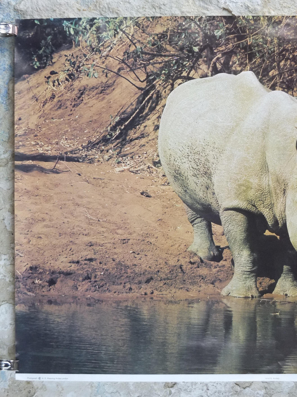 1970s White Rhino Poster, White Rhinoceros, waterhole in the African savannah, wall art decor