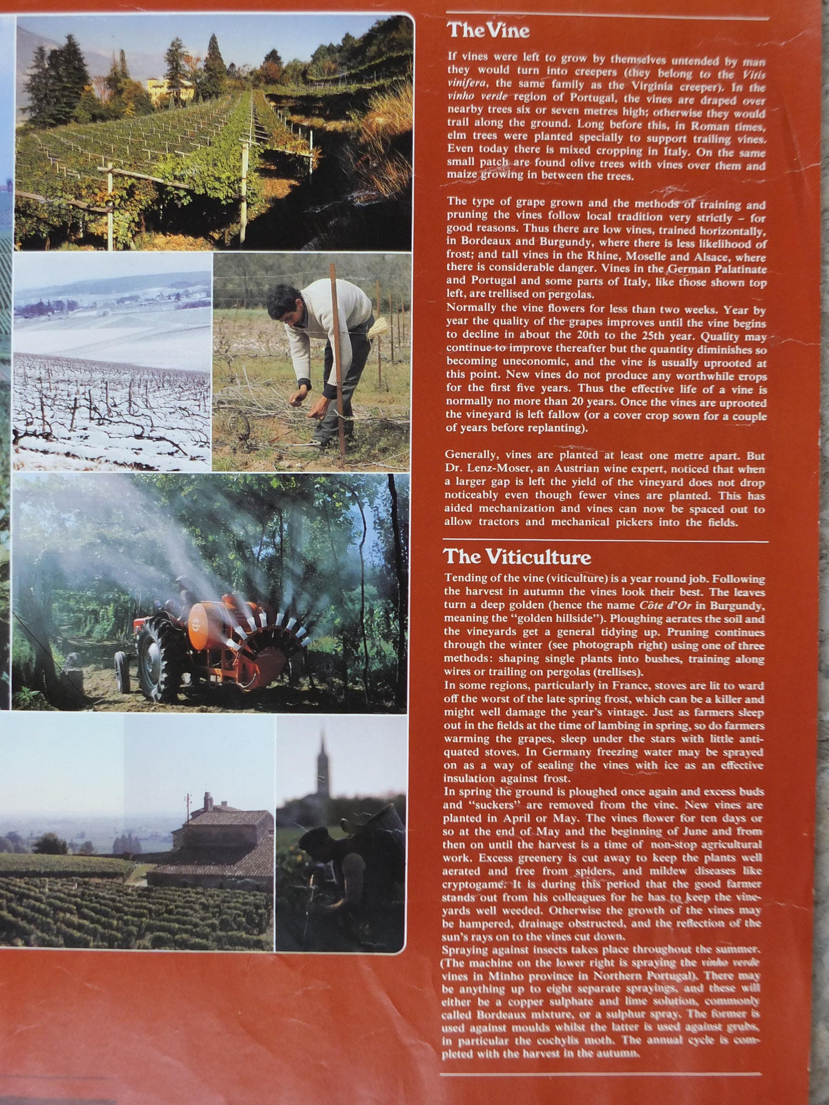 1976 All About Wine Poster, from Grants of St James, The Vineyards, The Soil, The Vine, The Viticulture, Winery, wall art decor
