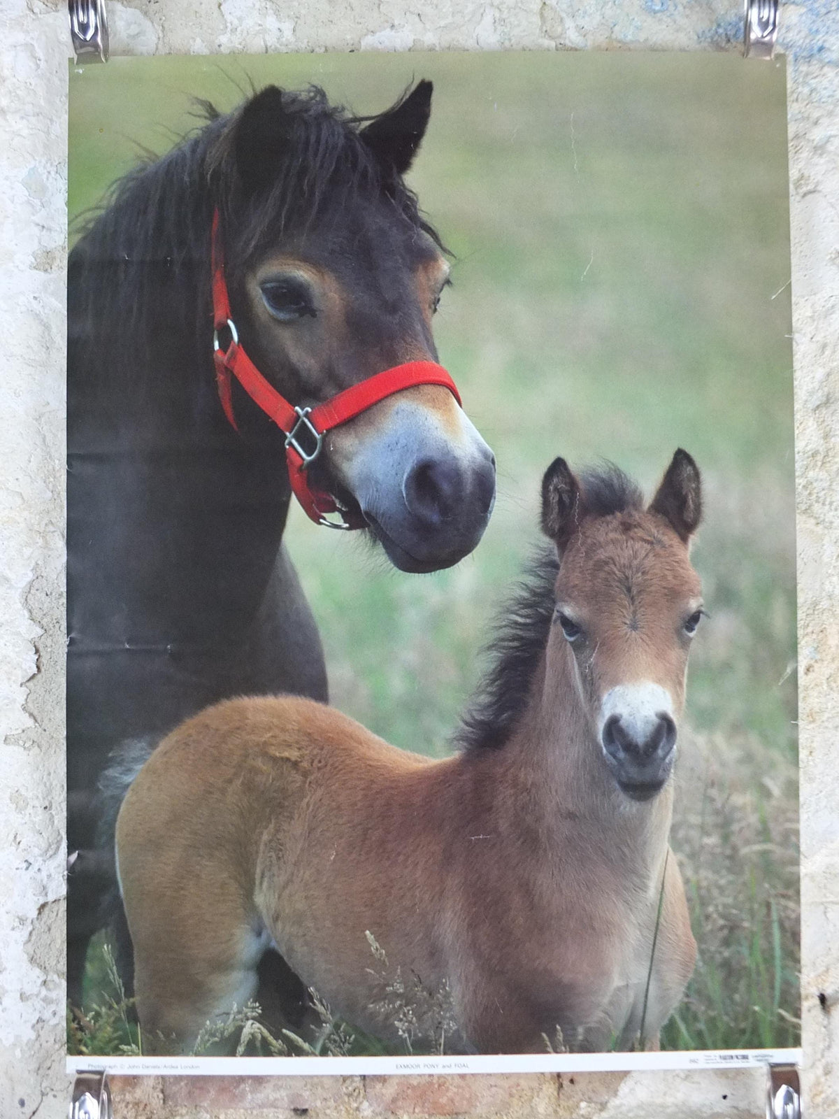 1970s Exmoor Pony and Foal Poster, Exmoor National Park, horses, wall art decor