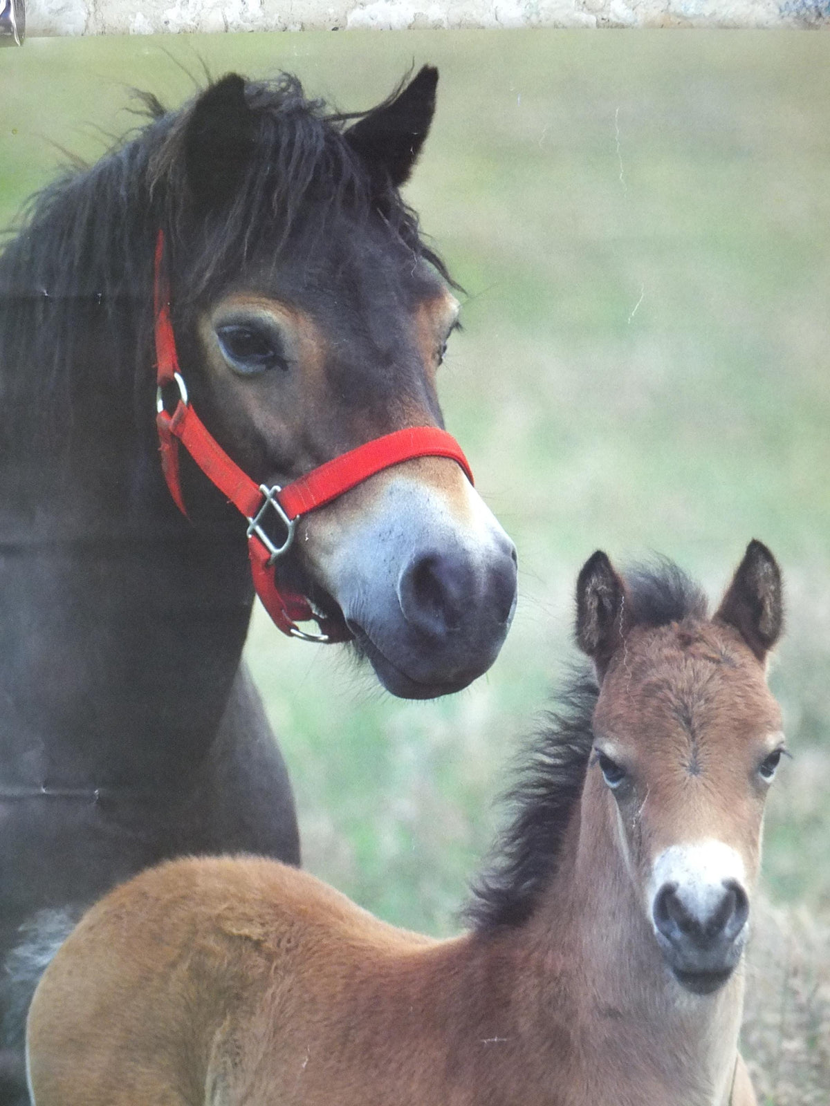 1970s Exmoor Pony and Foal Poster, Exmoor National Park, horses, wall art decor