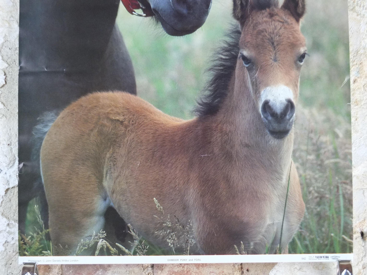 1970s Exmoor Pony and Foal Poster, Exmoor National Park, horses, wall art decor
