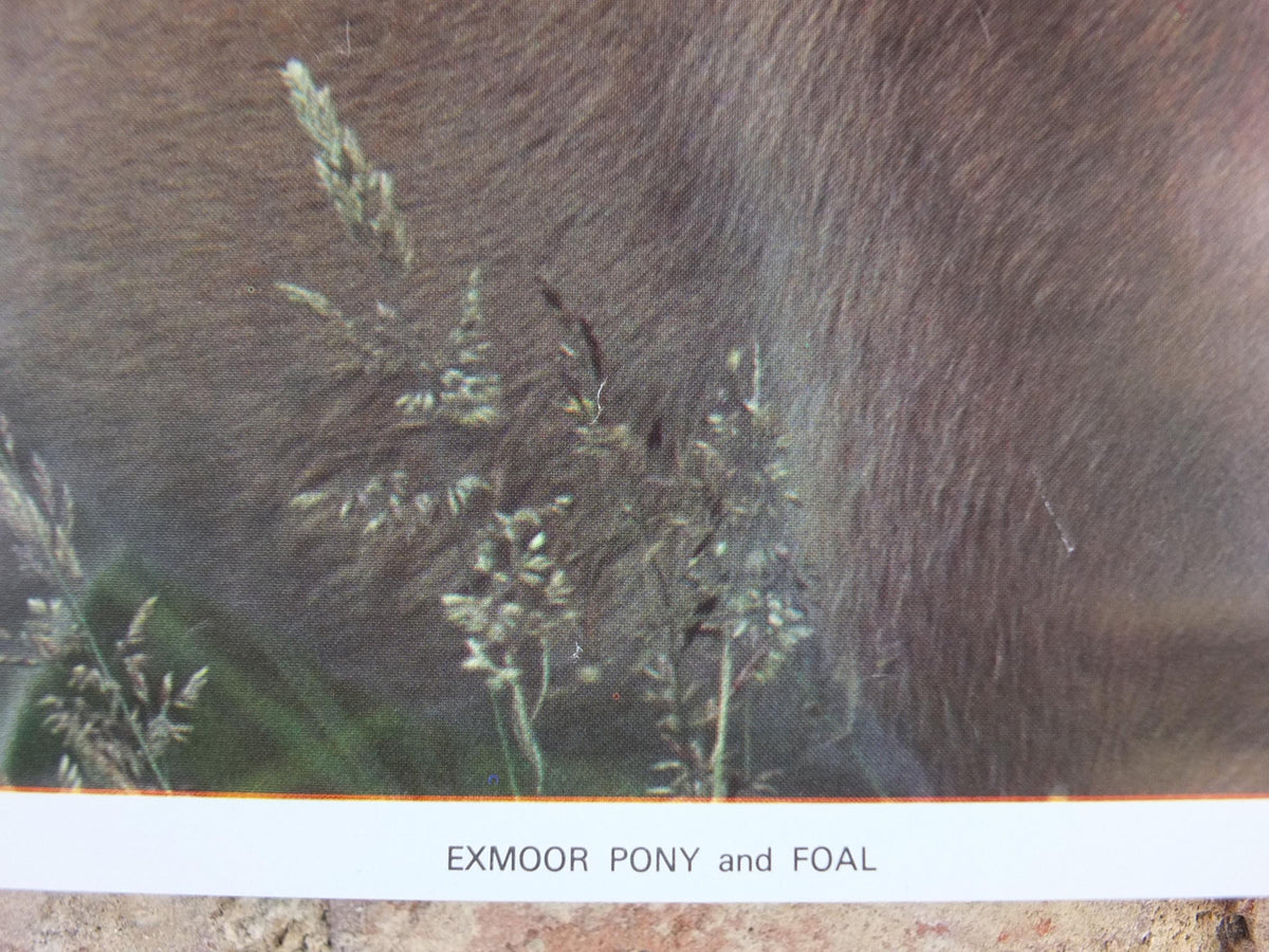 1970s Exmoor Pony and Foal Poster, Exmoor National Park, horses, wall art decor