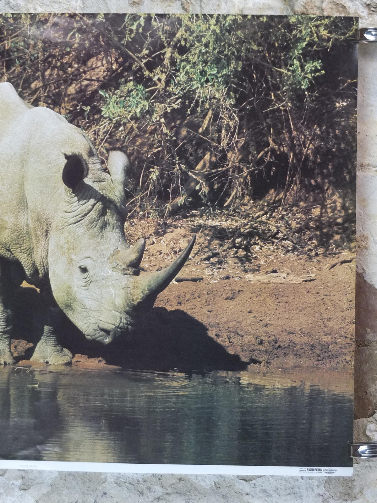 1970s White Rhino Poster, White Rhinoceros, waterhole in the African savannah, wall art decor
