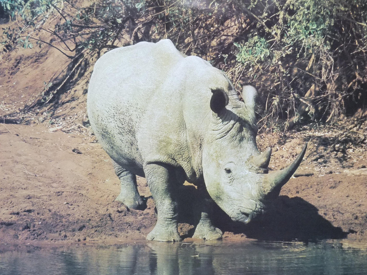 1970s White Rhino Poster, White Rhinoceros, waterhole in the African savannah, wall art decor