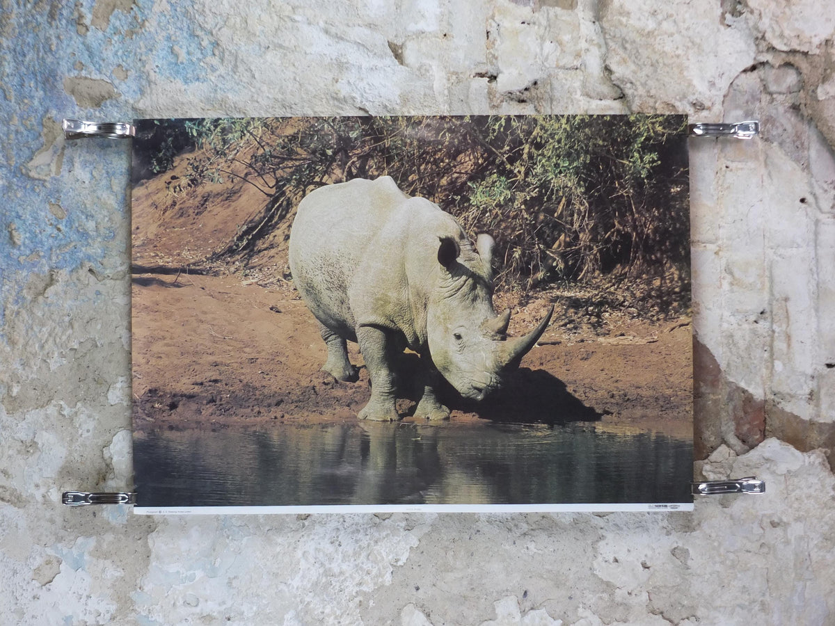 1970s White Rhino Poster, White Rhinoceros, waterhole in the African savannah, wall art decor