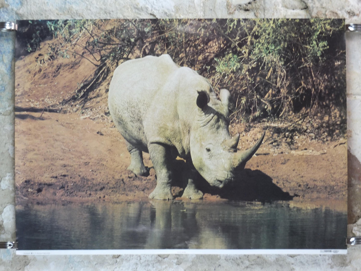 1970s White Rhino Poster, White Rhinoceros, waterhole in the African savannah, wall art decor