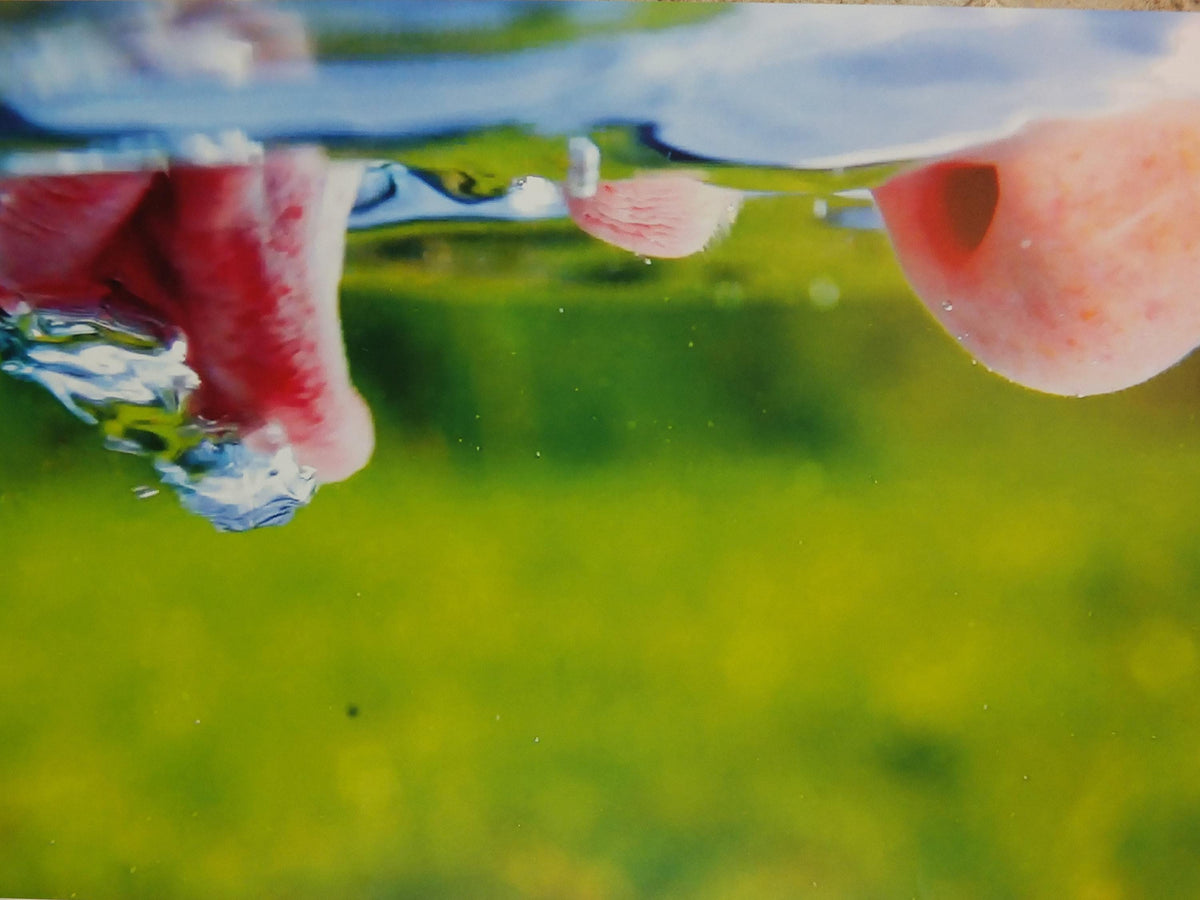 2019 Pipilotti Rist Poster, Mercy Garden Retour 2014, nose, lips and tongue, Feminist audiovisual art, gallery exhibition, wall art decor