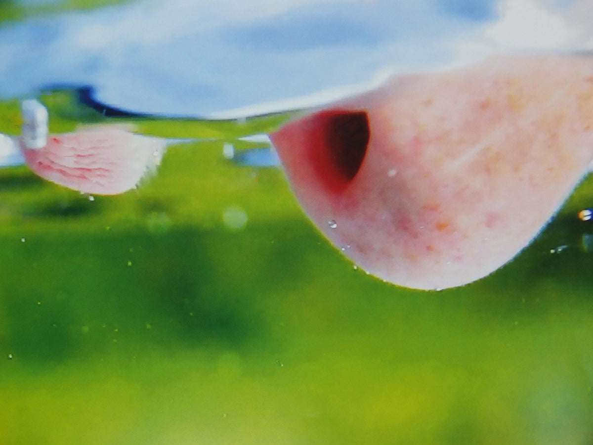2019 Pipilotti Rist Poster, Mercy Garden Retour 2014, nose, lips and tongue, Feminist audiovisual art, gallery exhibition, wall art decor