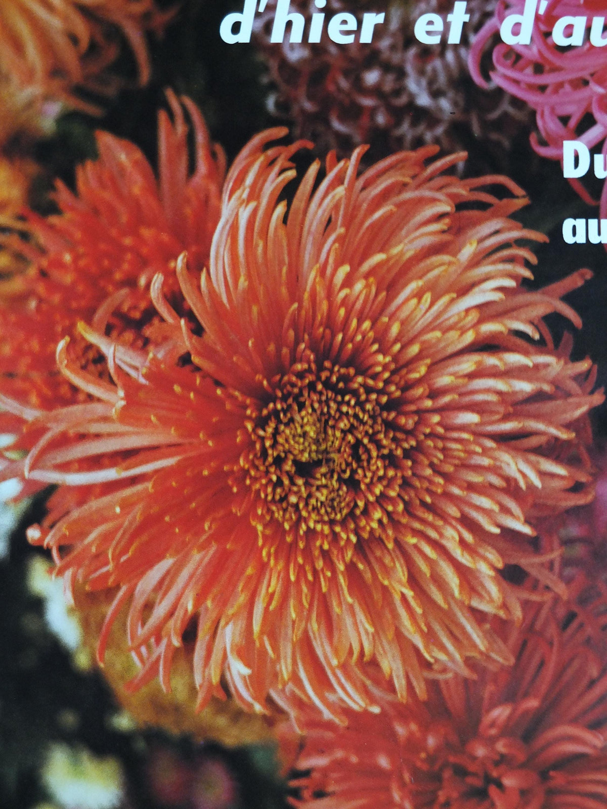 1980s Chrysanthemum Poster, Mairie de Paris Flower Show, 16th arrondissement of Paris, Garden botanical flora plants blooms, wall art decor