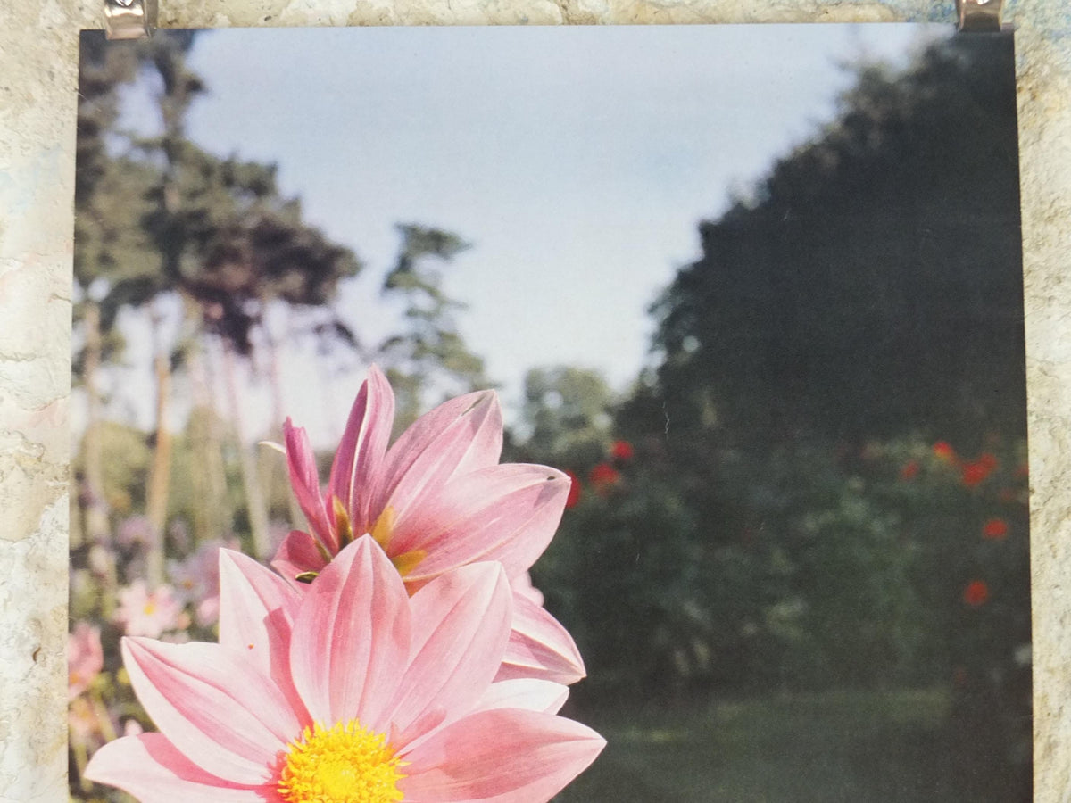 1980s Dahlias Poster, Mairie de Paris Flower Show, Parc Floral de Paris, Garden botanical flora plants blooms, wall art decor