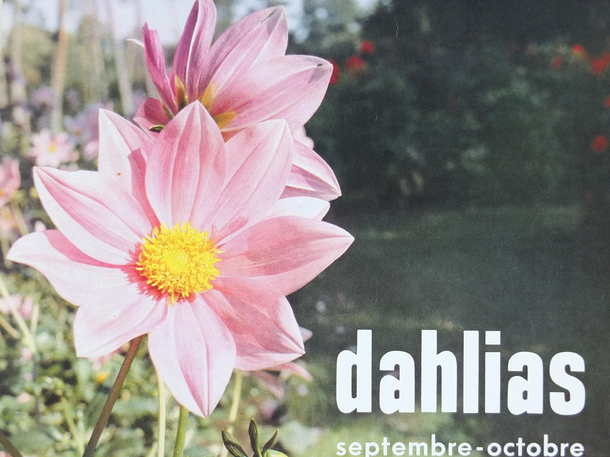 1980s Dahlias Poster, Mairie de Paris Flower Show, Parc Floral de Paris, Garden botanical flora plants blooms, wall art decor