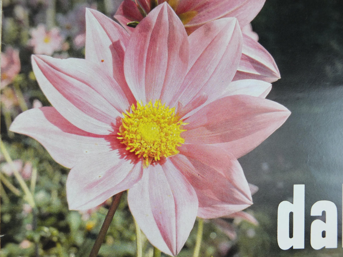 1980s Dahlias Poster, Mairie de Paris Flower Show, Parc Floral de Paris, Garden botanical flora plants blooms, wall art decor