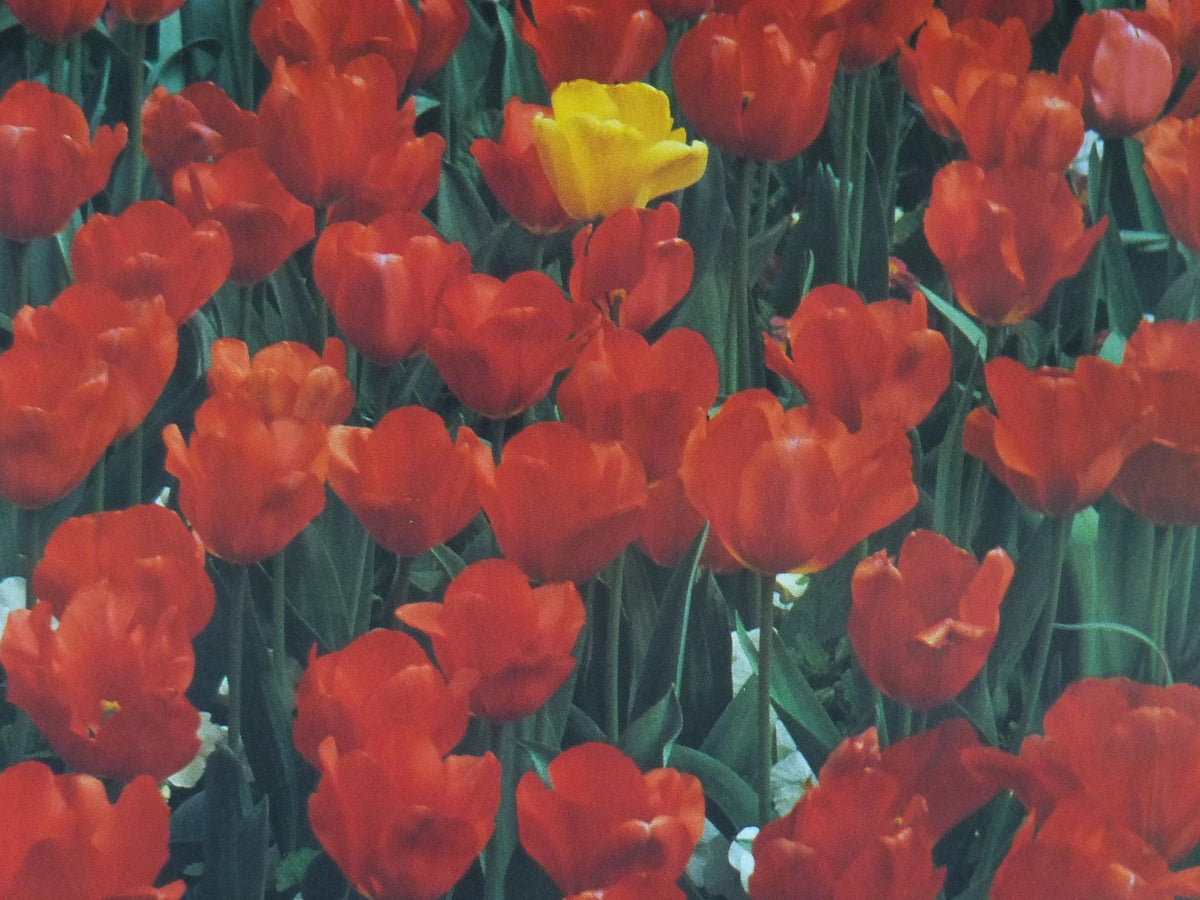 1980s Tulips Poster, Mairie de Paris spring Flower Show, Le Printemps dans vos Jardins Paris, Garden botanical flora blooms, wall art decor