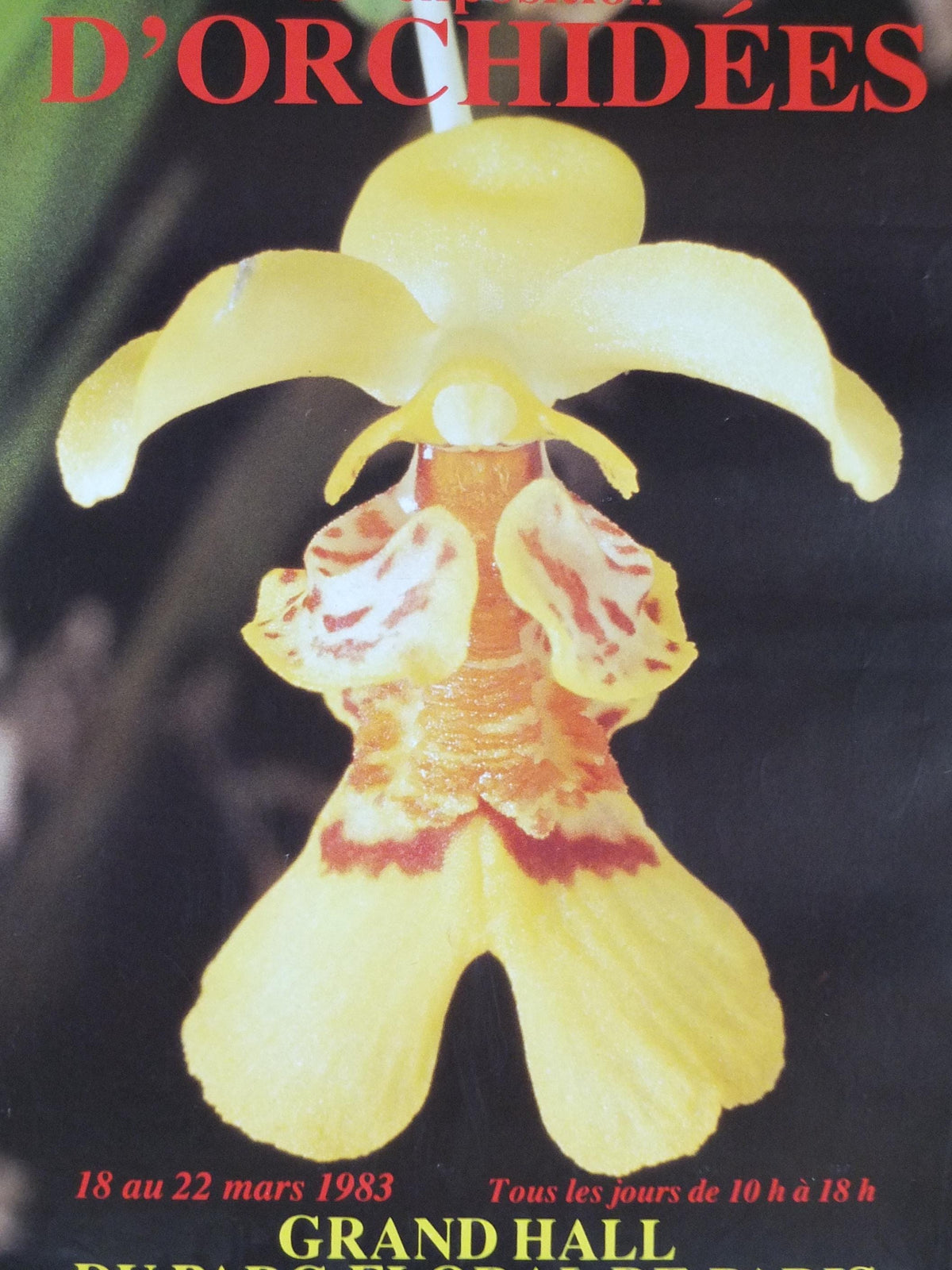 1983 Orchids Poster, Mairie de Paris Flower Show, Parc Floral de Paris, Garden botanical flora plants blooms, wall art decor