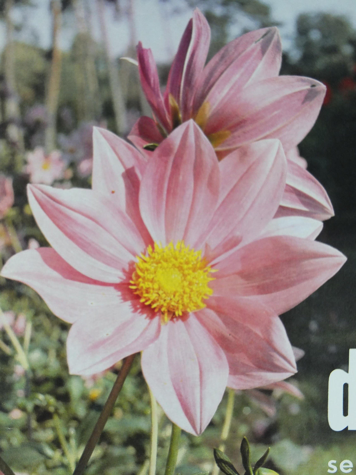 1980s Dahlias Poster, Mairie de Paris Flower Show, Parc Floral de Paris, Garden botanical flora plants blooms, wall art decor